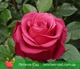 Черри О. (Cherry O)