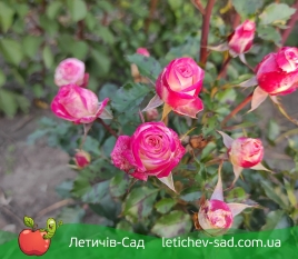 Сабрина (Sabrina)