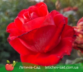 Ксюша (Ksusha) 