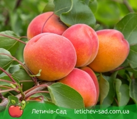 Саженцы Робода Летичев-Сад