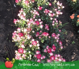 Руби Стар (Ruby Star) 