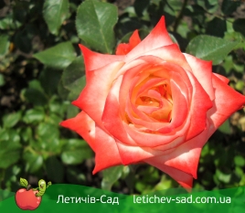 Императрица (Imperatrice) 