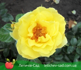 Лихткенигин Лючия (Lichtkonigin Lucia)