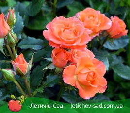 Спрей Alegria