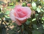 Фламинго (Flamingo) 