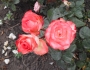 Блаш (Blush)