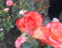 Блаш (Blush)