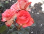 Блаш (Blush)